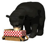 Bear eating